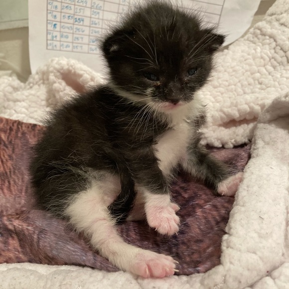 Meet your Posher, Boombilottie Finds - Picture 9 of 15